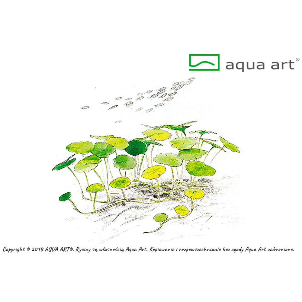 Hydrocotyle Verticillata In Vitro Kubek.jpg